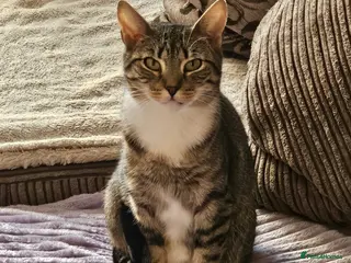 Mixed Breed cats 2yr old Rescue Cat Needs ❤️Home she can heal in - Advert 1