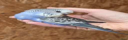 Budgerigars birds for sale: Hand tame violet baby budgies for sale  - Advert 9