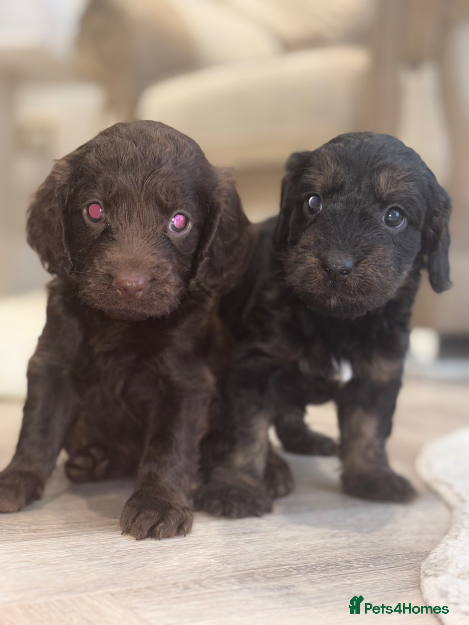 Cockapoo dogs 7 Beautiful F1 Cockapoo Puppies  - Advert 2