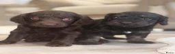 Cockapoo dogs for sale: 7 Beautiful F1 Cockapoo Puppies  - Advert 2
