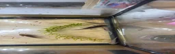 Axolotl reptiles for sale: Axolotls  in Colchester - Advert 4