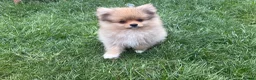 Pomeranian dogs for sale: Beautiful friendly and playful puppys pomeranians - Advert 7
