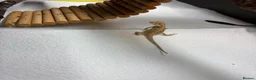 Bearded Dragon reptiles for sale: Baby Bearded dragons £50 each - Advert 6