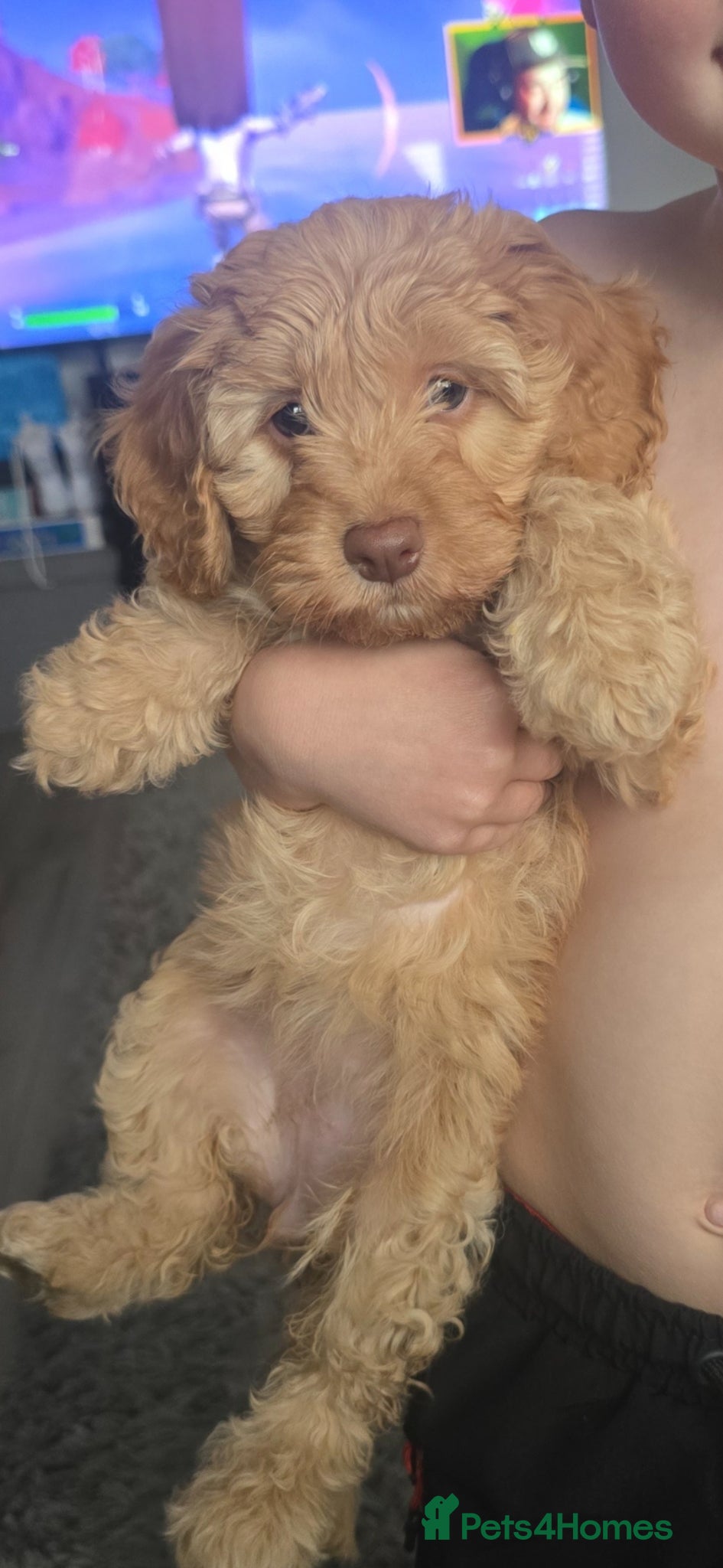 Cockapoo dogs Cockapoo girl - Advert 16