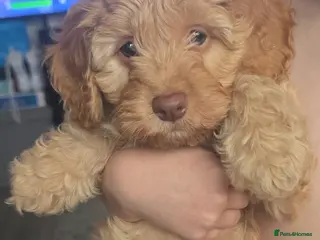 Cockapoo dogs Cockapoo girl - Advert 16