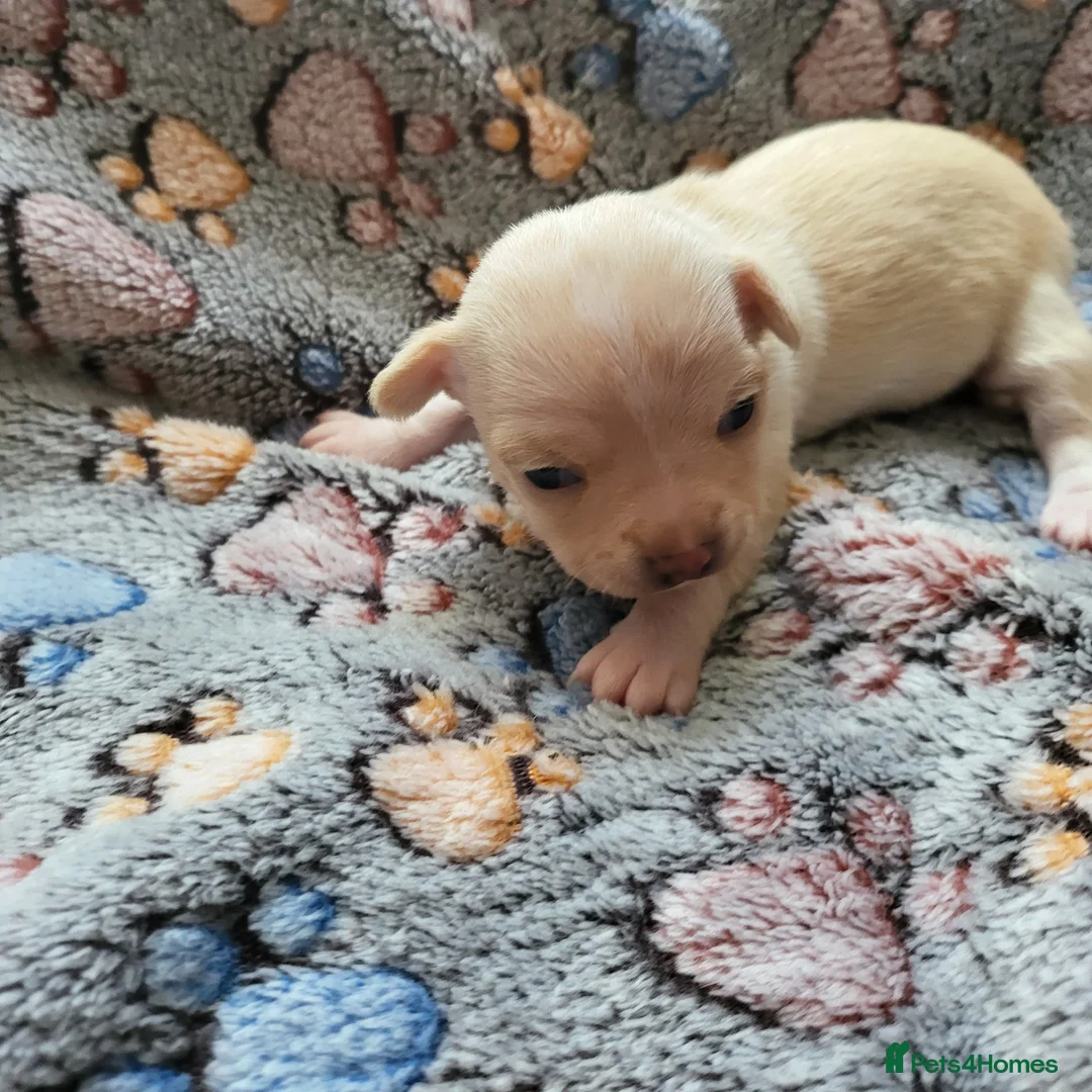 Chihuahua dogs for sale: 3 beautiful smooth coat chihuahuas KC registered. in Enfield - Advert 7