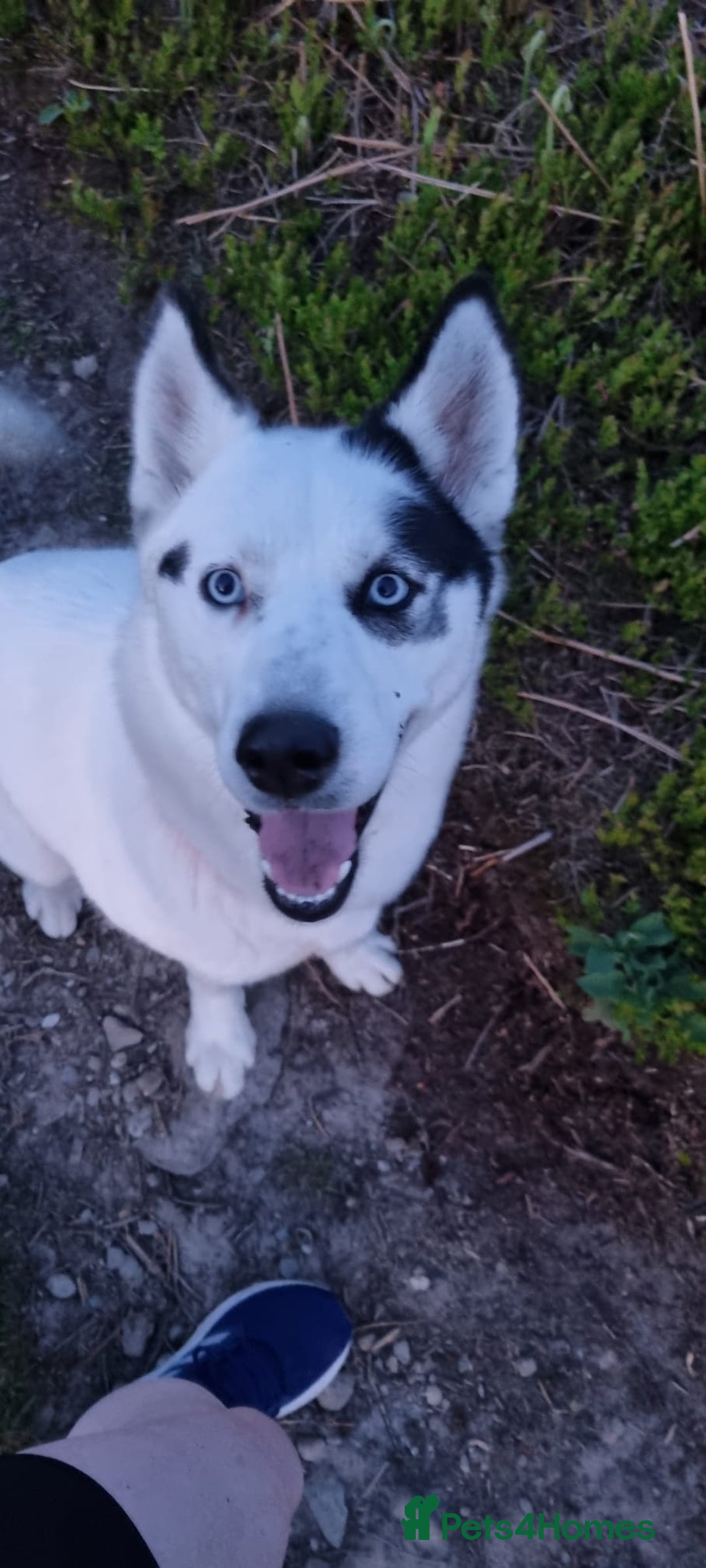 Mixed Breed dogs for sale: Dalsky looking for forever home - Image 2