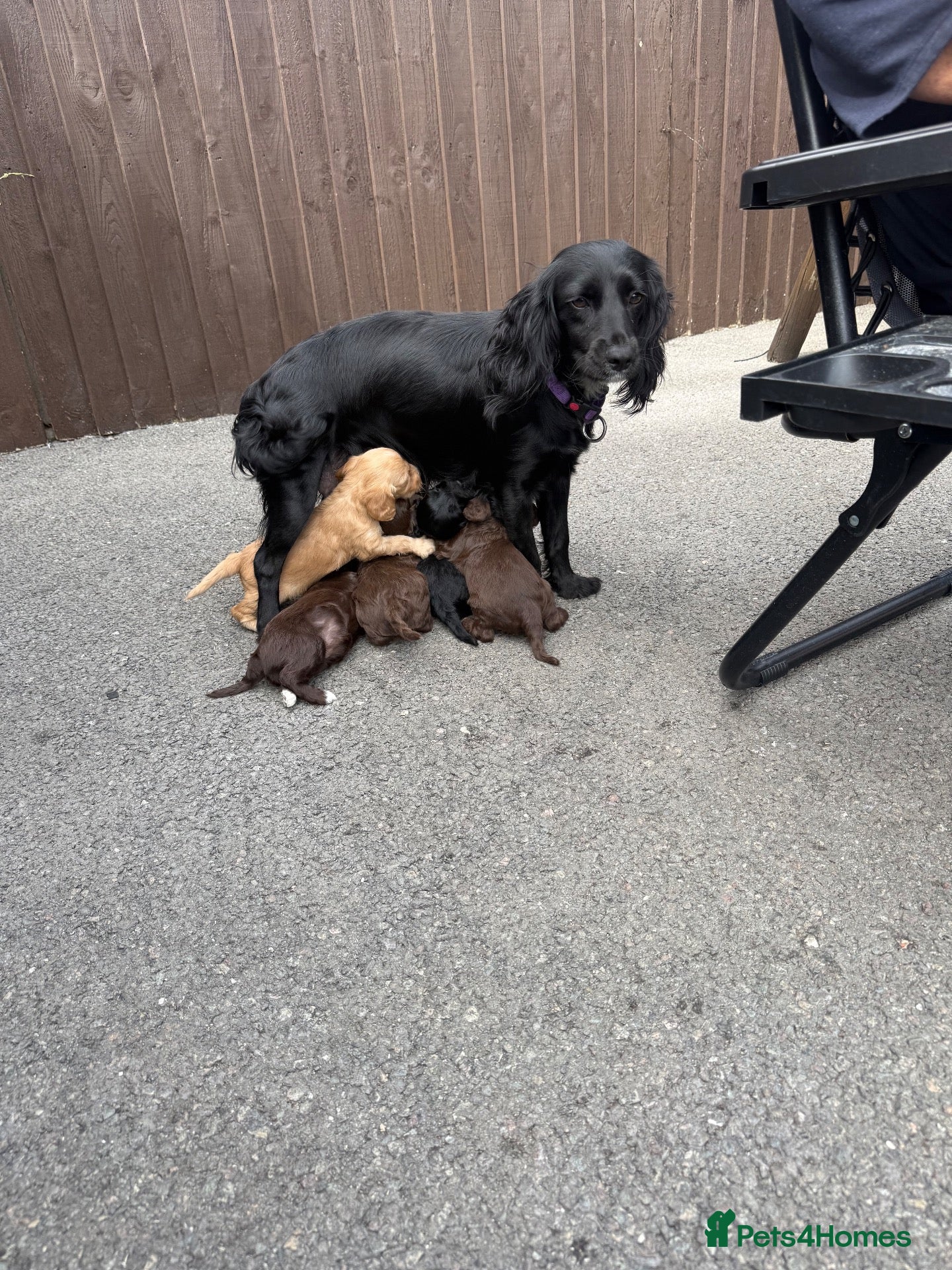 Cockapoo dogs Cockapoo puppies for sale  - Advert 1