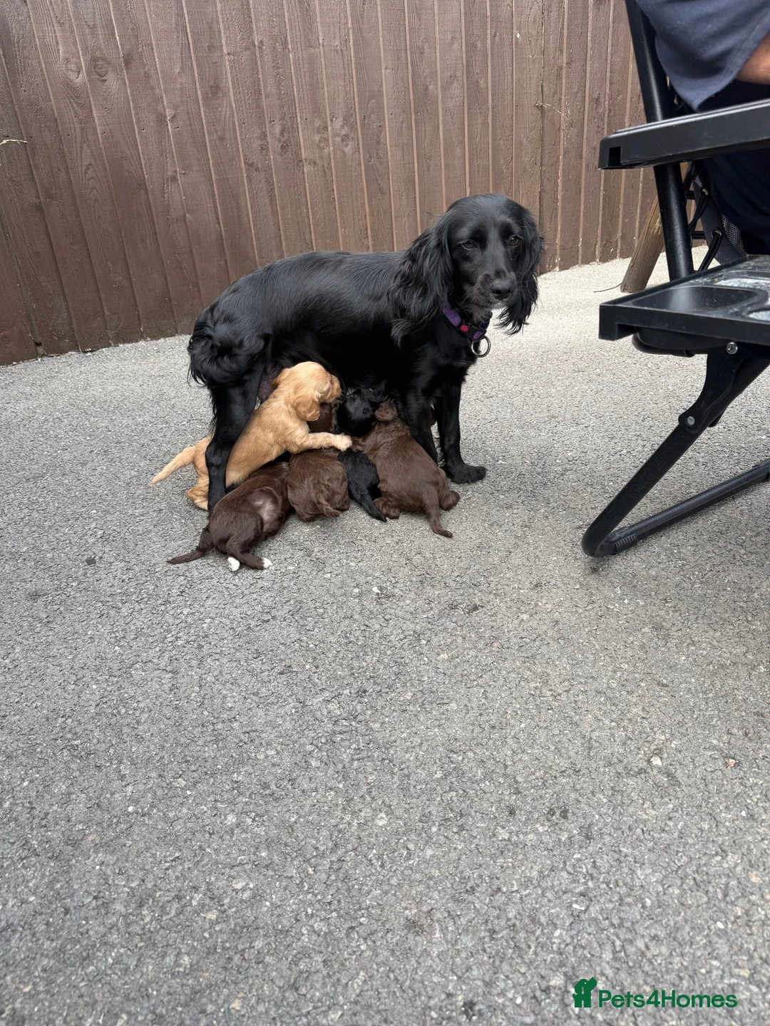 Cockapoo dogs for sale: Cockapoo puppies for sale  - Advert 1