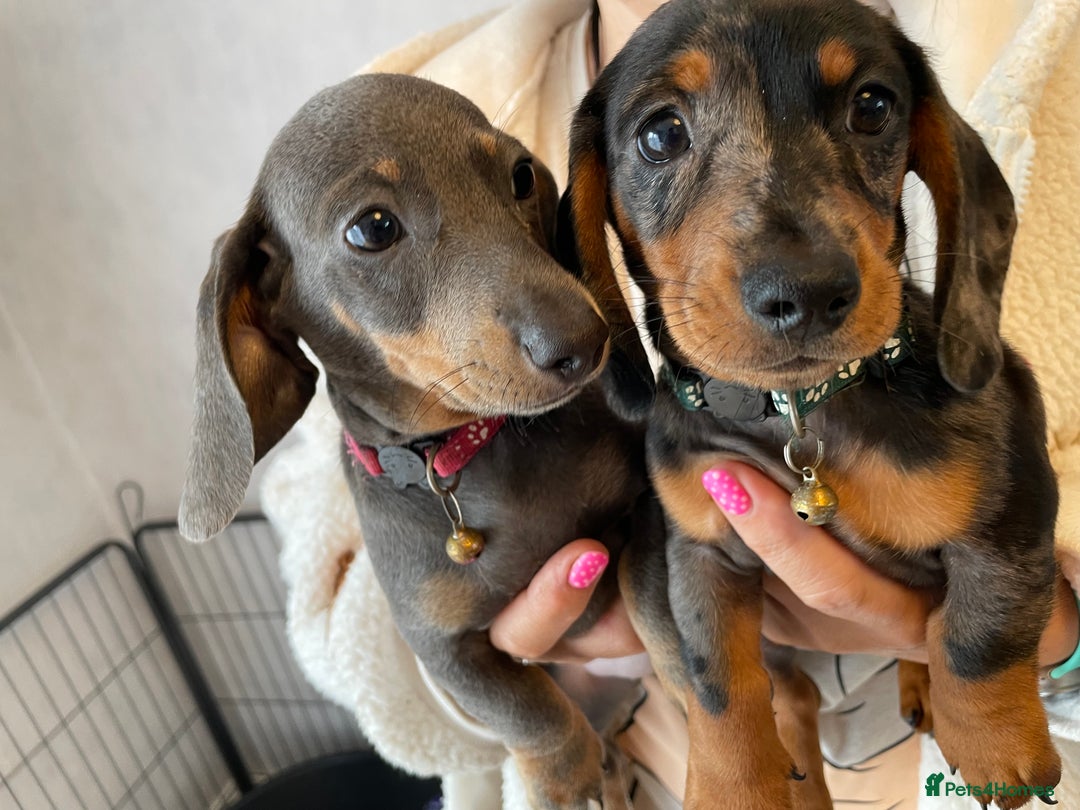 Dachshund dogs for sale: 5 beautiful miniature short haired dachshunds - Image 34