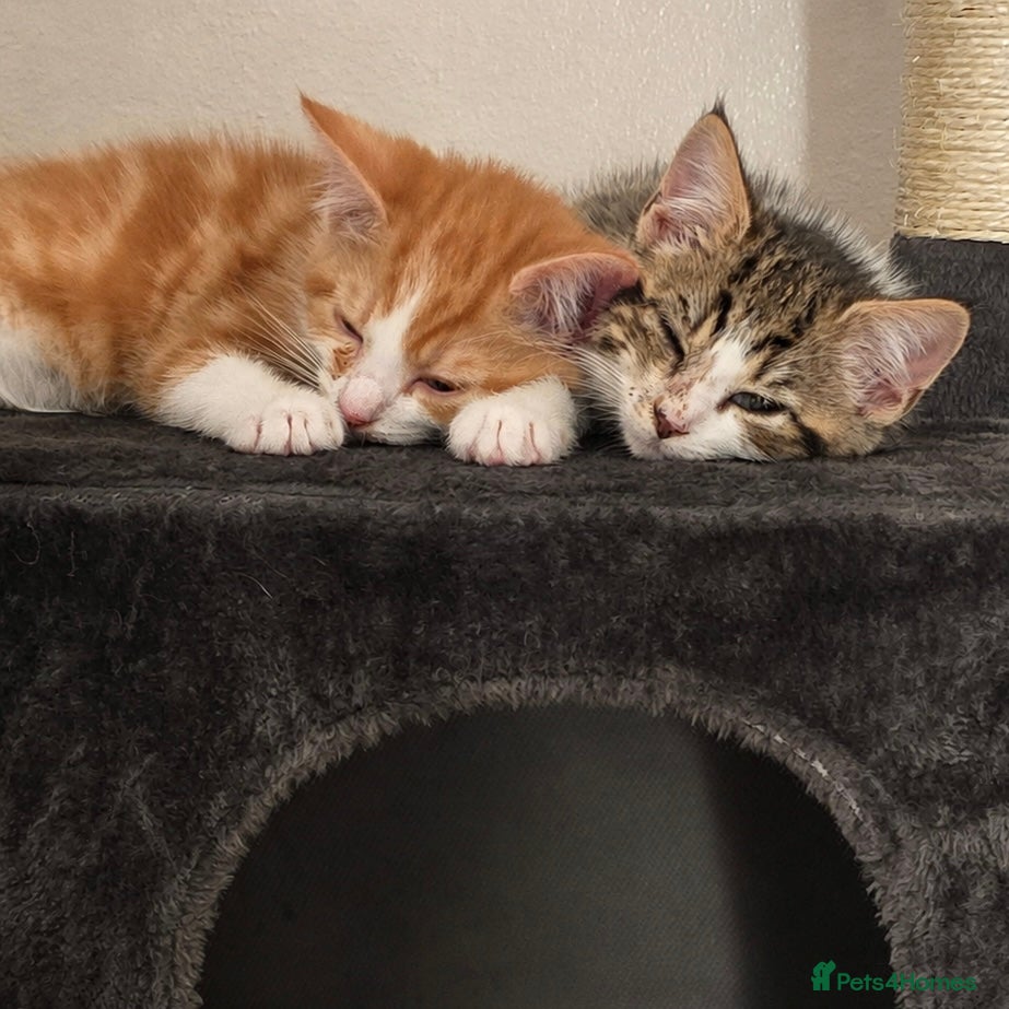 Mixed Breed cats Beautiful Tabby & Ginger Kittens - Advert 1