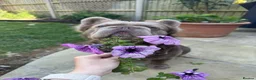 French Bulldog dogs for stud: ⚡️PROVEN STUD⚡️NEW SHADE ISABELLE FLUFFY FRENCHIE - Advert 11
