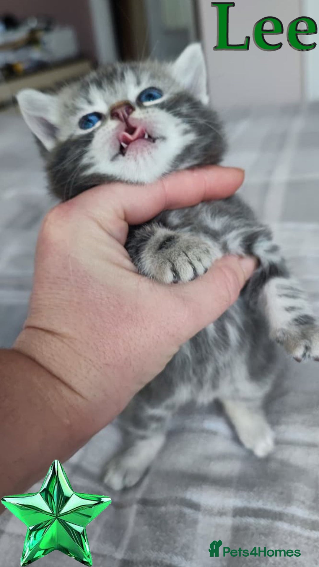 British Shorthair cats for sale: LAST ONE LEFT-Pedigree GCCF Pure BSH Tabby Kittens - Advert 9