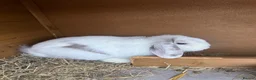 Mini Lop rabbits for sale: Two Beautiful Girls Looking for Their Forever Home - Advert 5