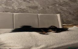 Pomeranian dogs for sale: pomeranian girl - Image 2