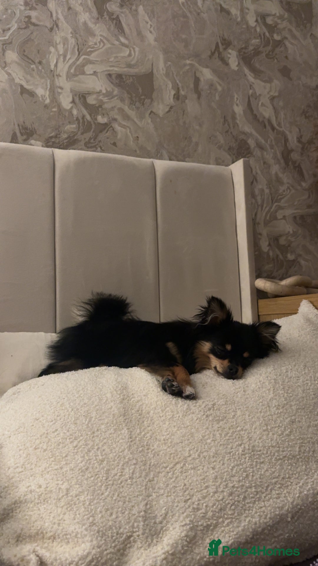 Pomeranian dogs for sale: pomeranian girl - Image 2