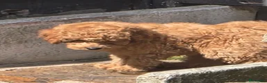 Toy Poodle 3