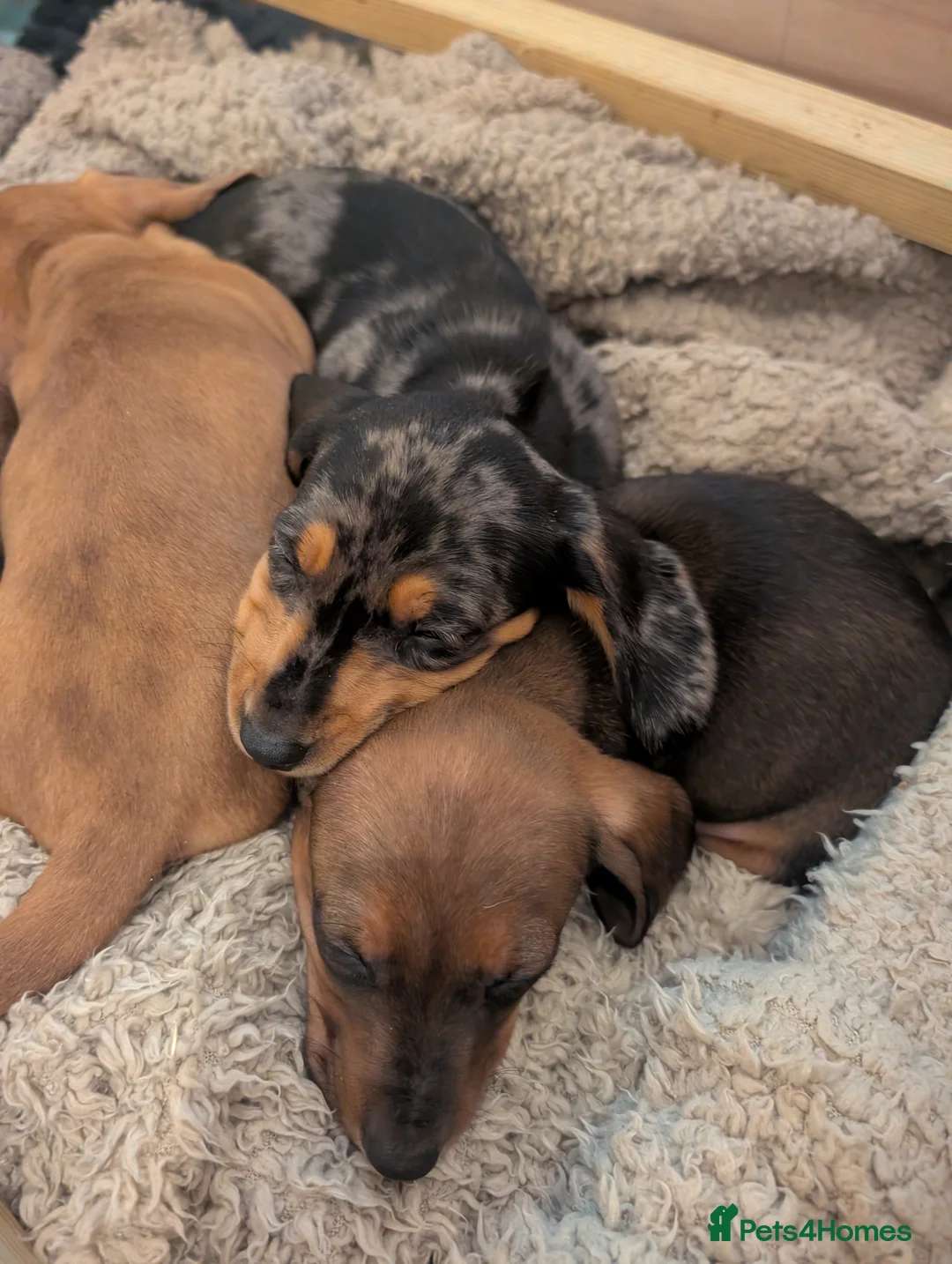 Miniature Dachshund dogs for sale: Beautiful pups  - Advert 22