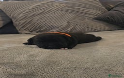 Staffordshire Bull Terrier dogs for sale:  STAFFORDSHIRE BULL TERRIERS PUPS  - Image 14