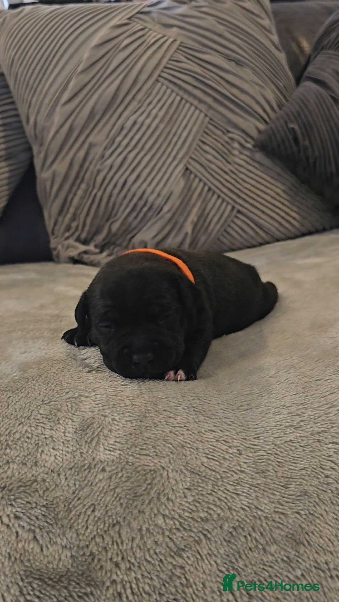 Staffordshire Bull Terrier dogs for sale:  STAFFORDSHIRE BULL TERRIERS PUPS  - Image 14