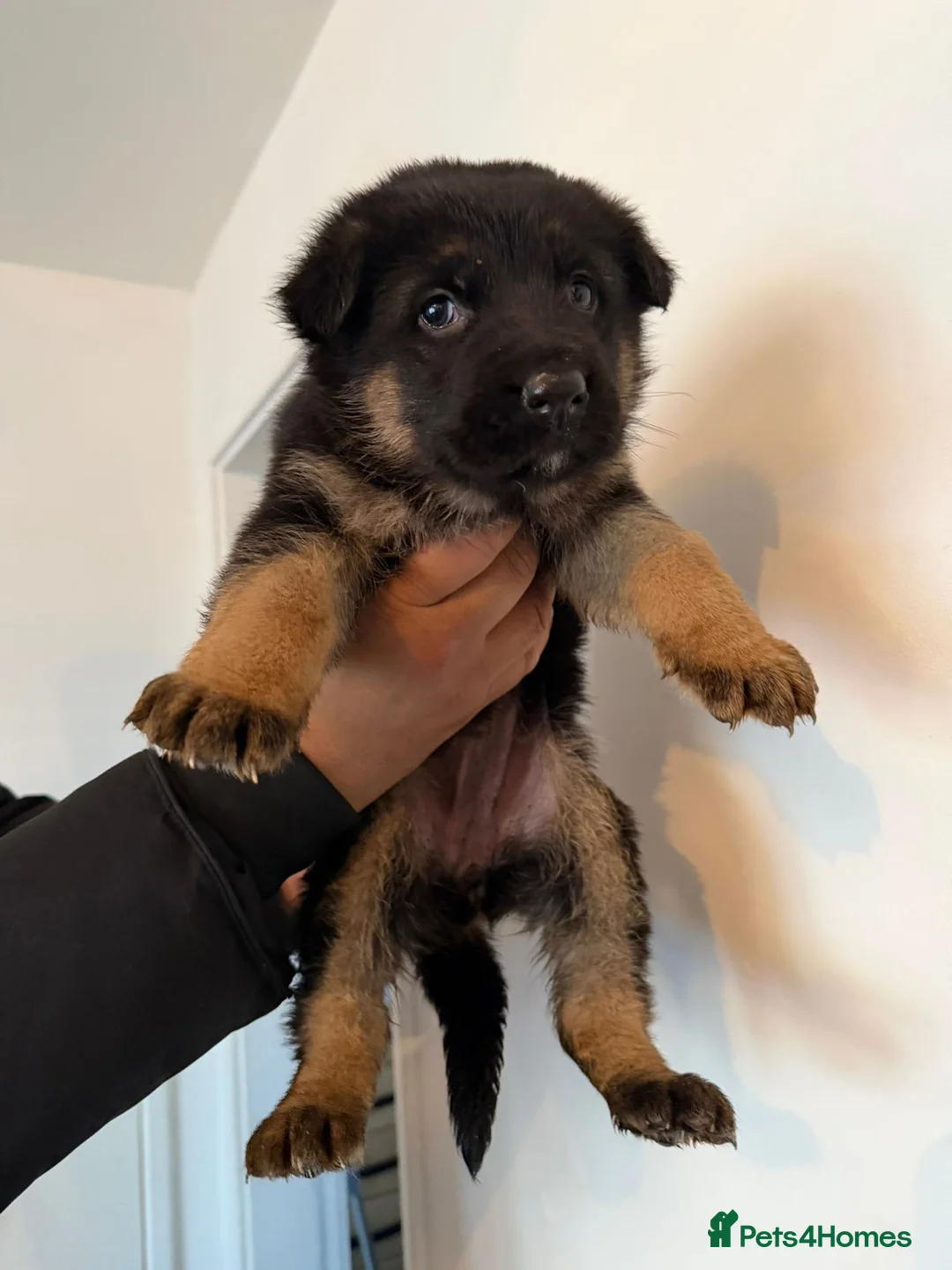 German Shepherd dogs for sale: German Shepard puppies  - Advert 17