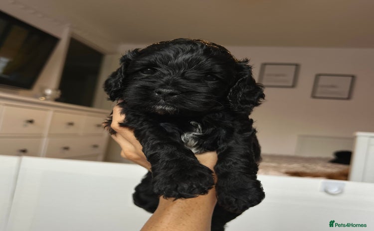 Cavapoo dogs - Advert 1