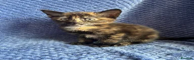 Maine Coon 4