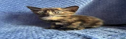 Maine Coon cats for sale: Maine coon x  - Advert 36