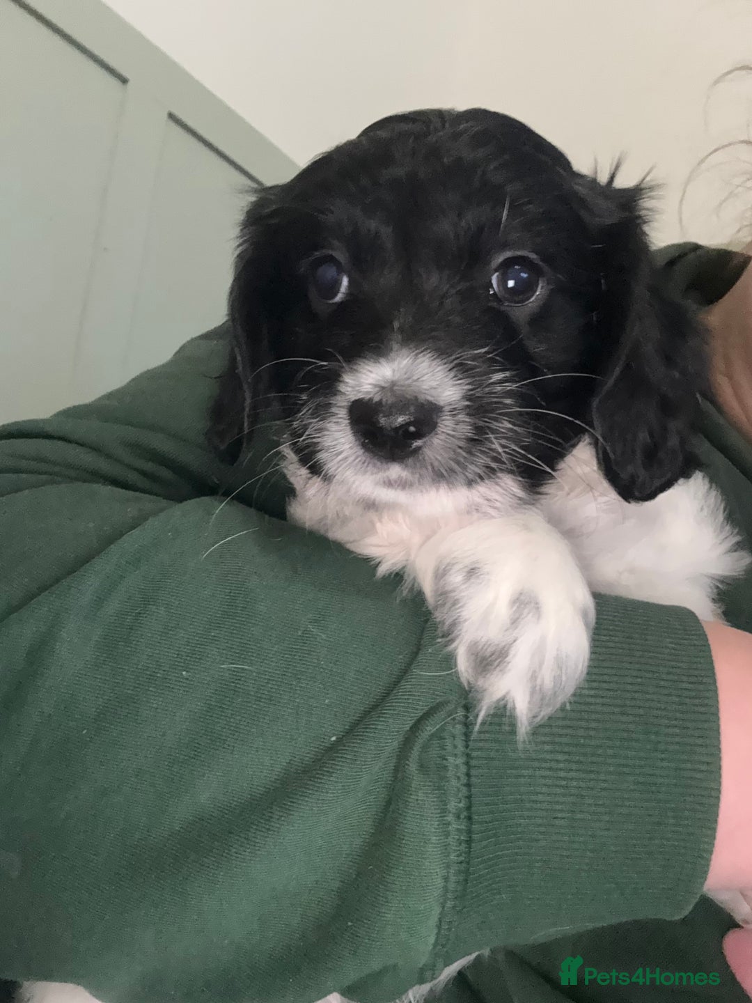 Mixed Breed dogs for sale: Two little black and white male pups left  - Advert 3