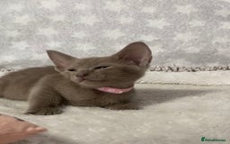 Oriental cats for sale: Oriental X Siamese  - Image 9