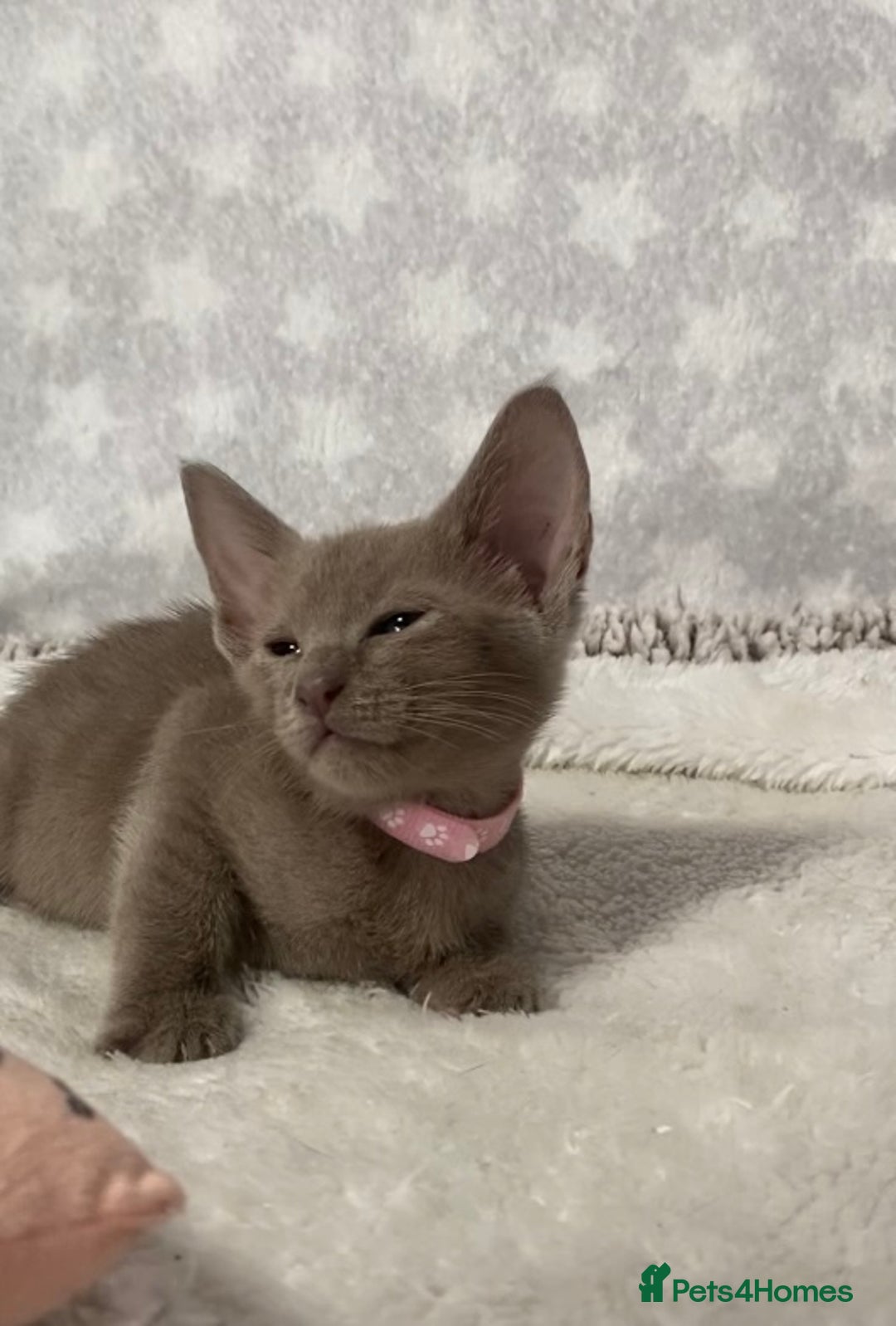 Oriental cats for sale: Oriental X Siamese  - Image 9