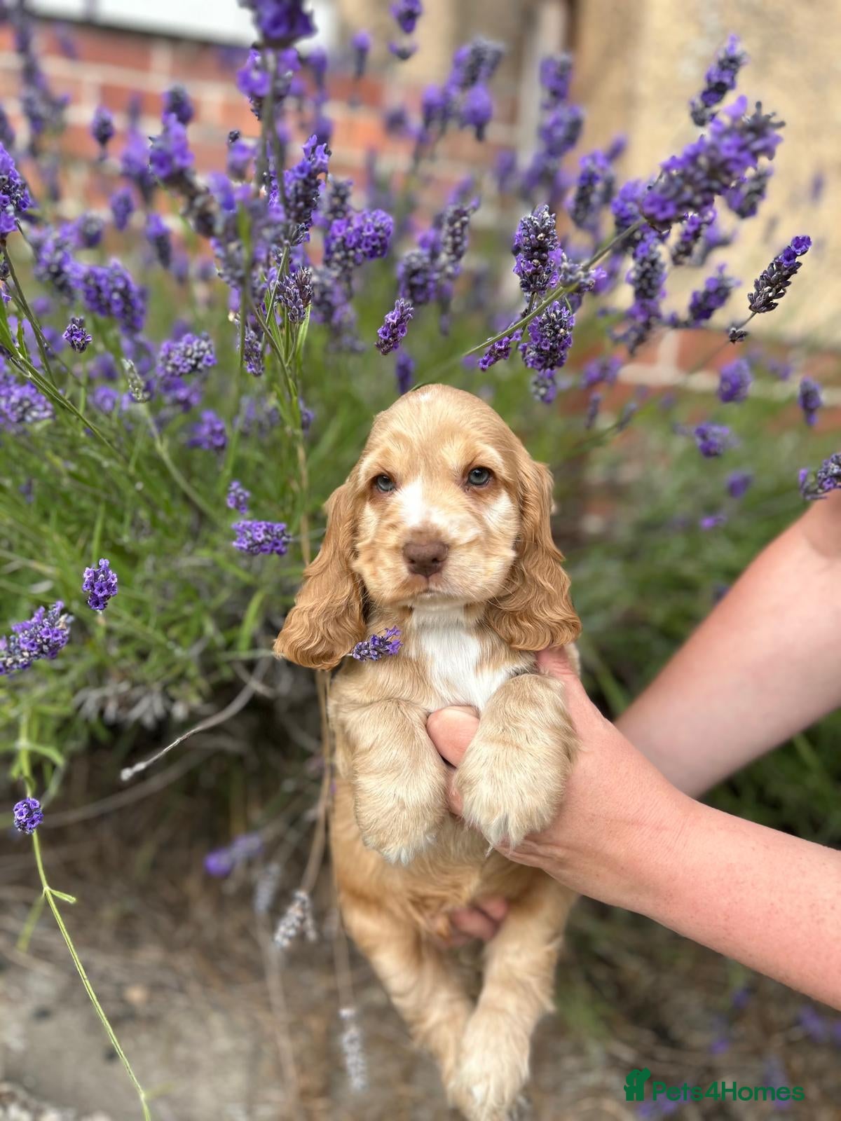 Cocker Spaniel dogs Kc registered cocker spaniel puppies  - Advert 2