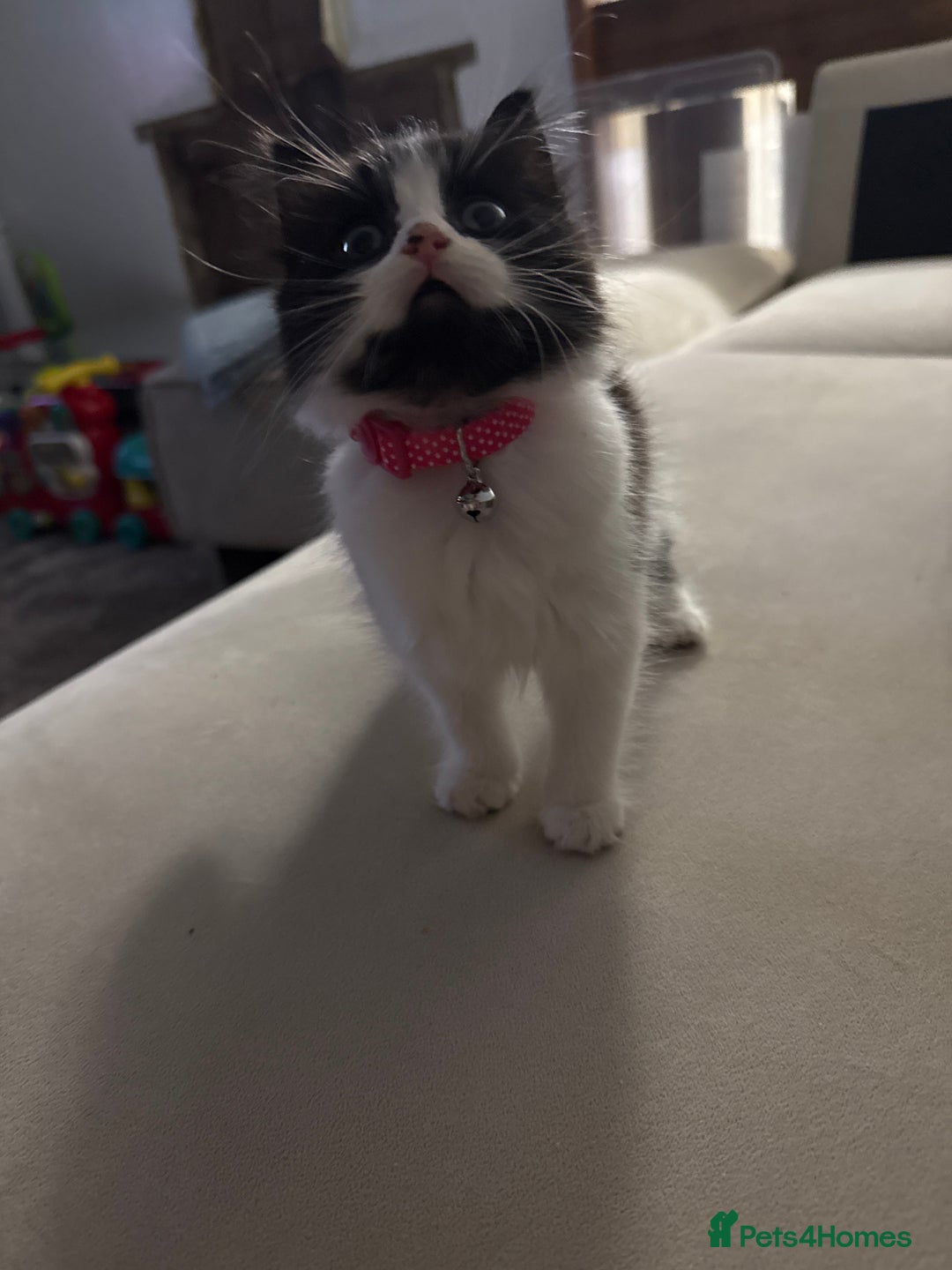 British Longhair cats for sale: 2 female kittens - Image 4