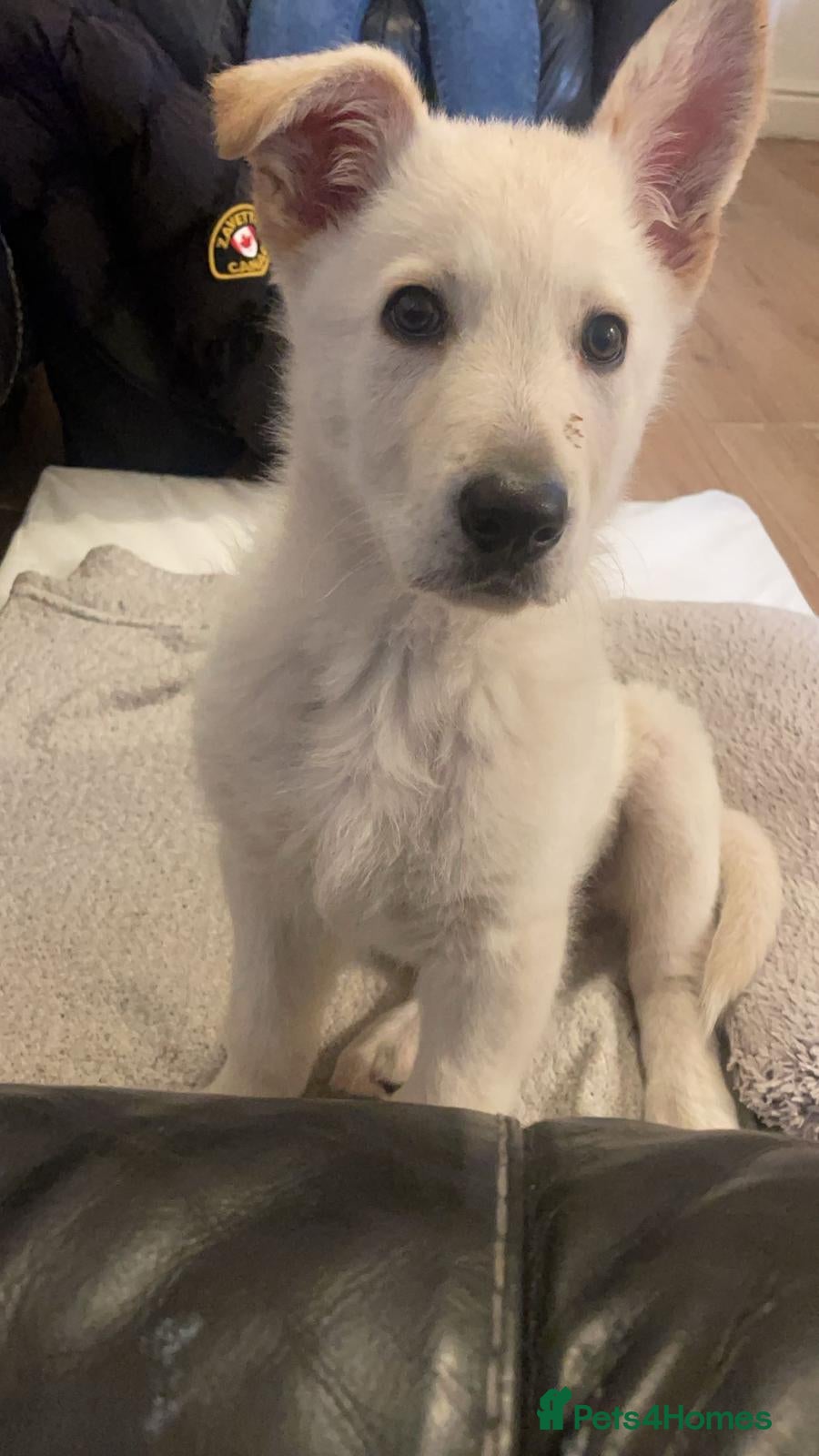 German Shepherd dogs Nova  in Middlesbrough - Advert 1