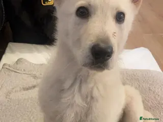 German Shepherd dogs Nova in Middlesbrough - Advert 1