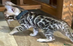Bengal cats for sale: Update 3 Pedigree Bengals kittens for reservation  - Image 6
