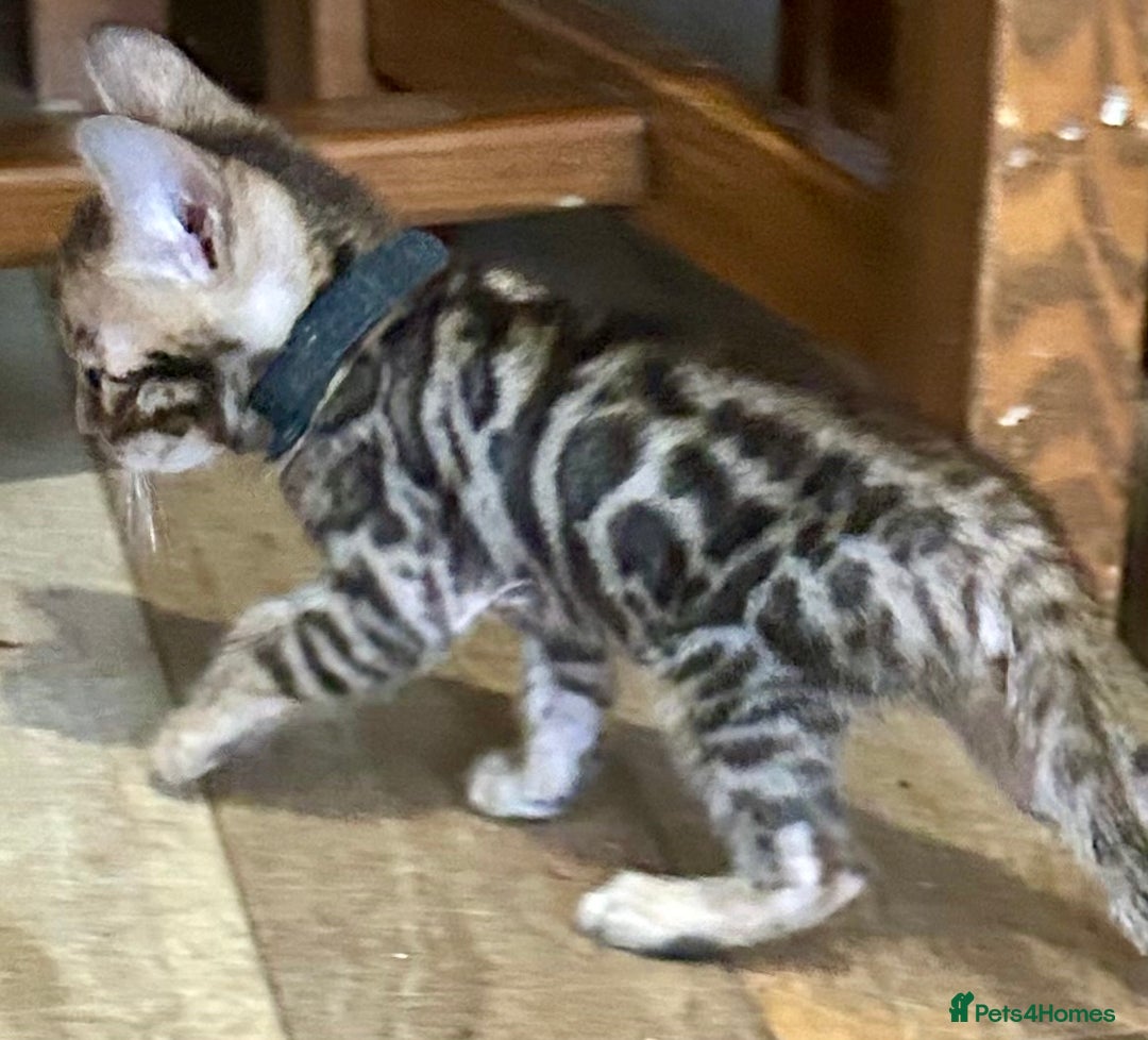 Bengal cats for sale: Update 3 Pedigree Bengals kittens for reservation  - Image 6