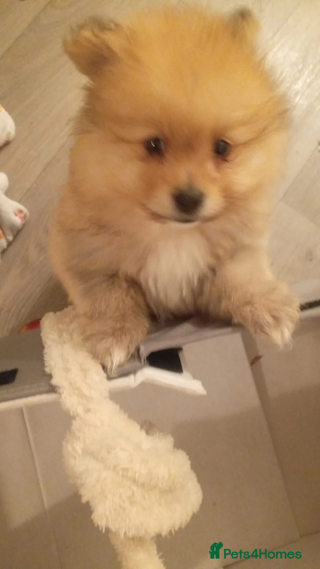 Pomeranian dogs for sale: Fluffy  - Advert 2