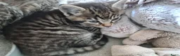 Mixed Breed cats for sale: 2 Male kittens Siamese Tabby mix in Hastings - Advert 6
