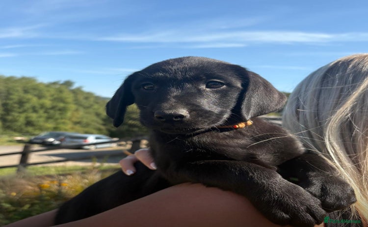 Labrador Retriever dogs - Advert 6