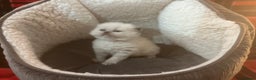 Persian cats for sale: 4 ADORABLE LITTLE CUTIE PIES, (READY 9TH JAN)  - Advert 11
