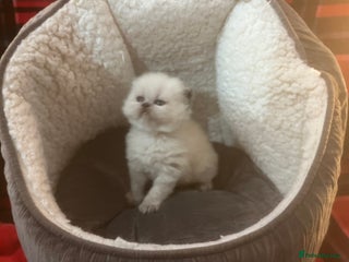 Persian cats 4 ADORABLE LITTLE CUTIE PIES, (READY 9TH JAN) - Advert 5