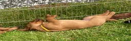 Labrador Retriever dogs for sale: American Fox Red labrador - Advert 4