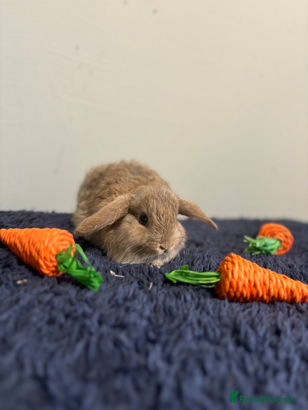 Mini Lop rabbits for sale: Mini lop bunnies  - Image 5