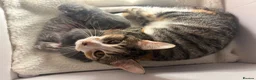 American Shorthair cats for sale: 3 adorable kittens for sale🐱 - Advert 6