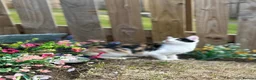 Domestic Shorthair cats for sale: Selling domestic kittens (calico kittens) in Livingston - Advert 5