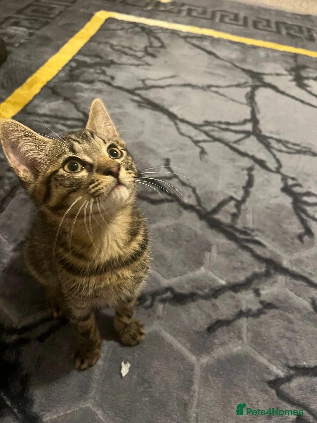 Mixed Breed cats for sale: Kittens 🐈‍⬛  - Advert 2