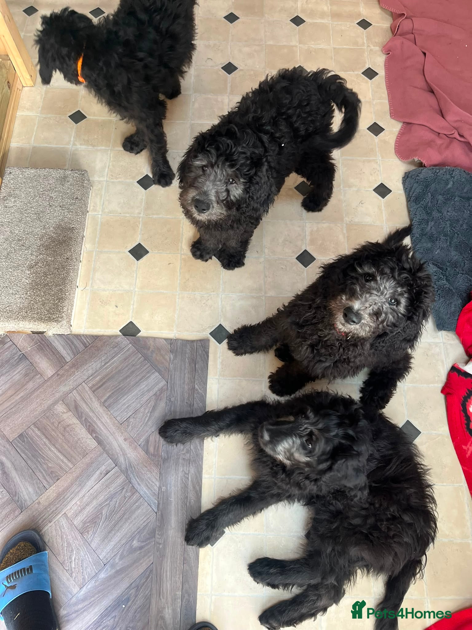 Goldendoodle dogs F1B Rare black standard Goldendoodle North Wales  - Advert 2