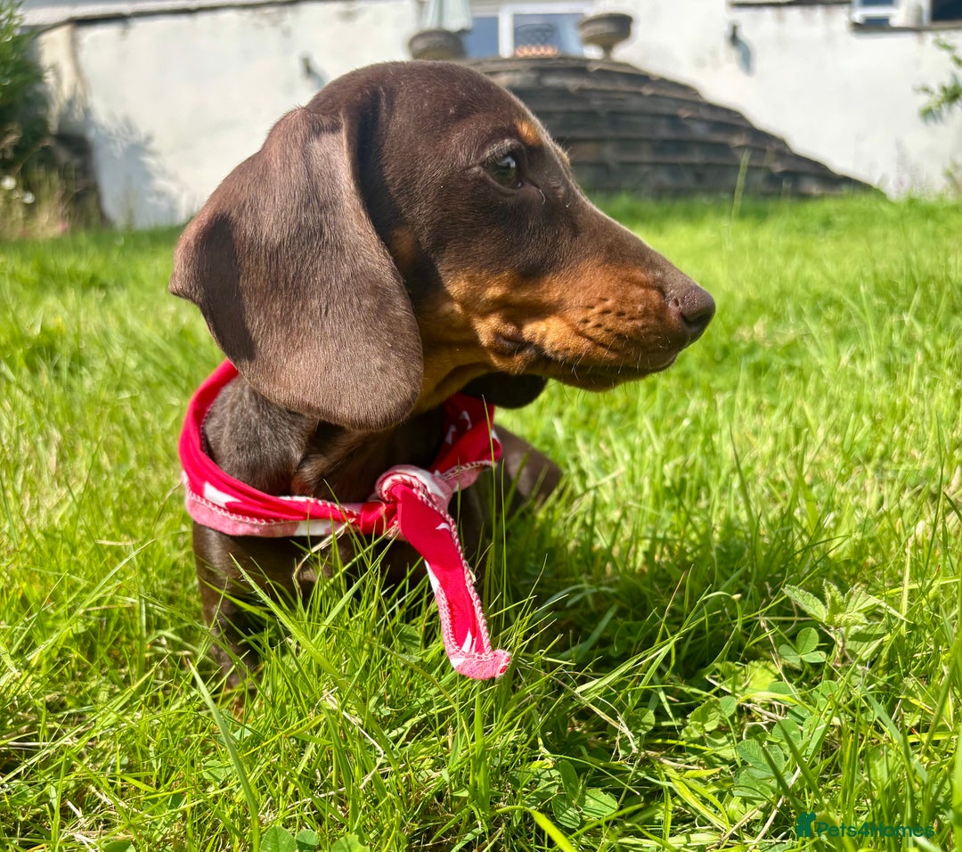 Miniature Dachshund dogs for sale: BEAUTIFUL KC REG & PRA CLEAR MINIS - 0% inbreeding - Image 16