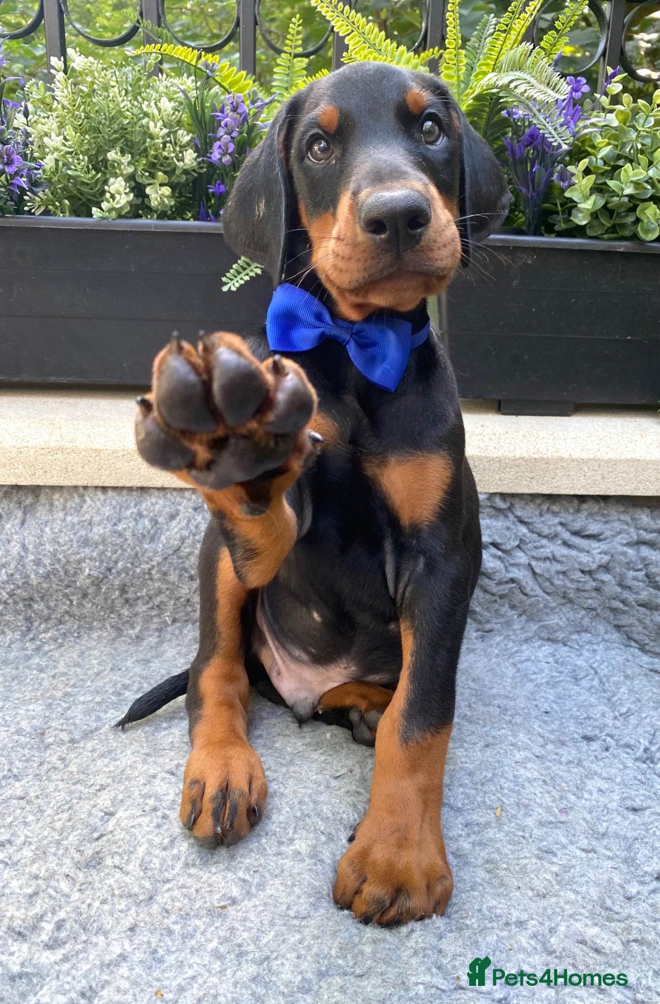 Dobermann dogs *KC REGISTERED* HEALTH TESTED DOBERMAN PUPPIES - Advert 1